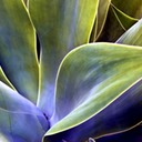 Agave-Kula