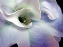 Angel-Trumpet
