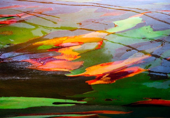 Eucalyptus Landscape