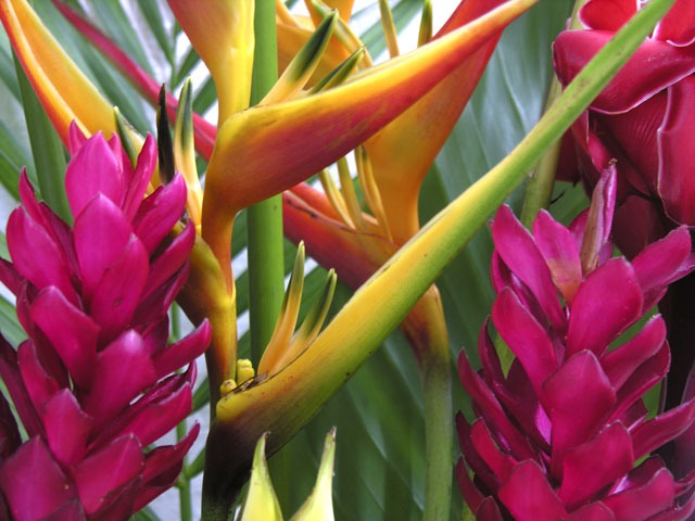 Ginger-and-Heliconia - Copy