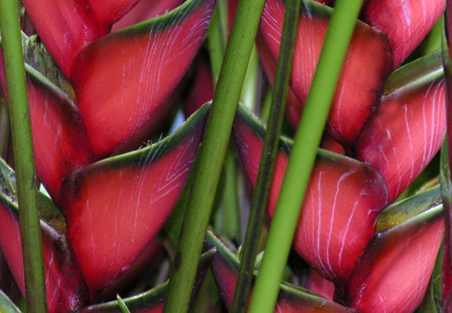 Heliconia