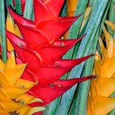 Heliconia-in-Chinatown