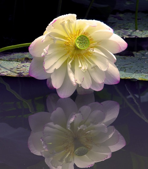 Lotus