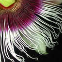 Passion-Flower