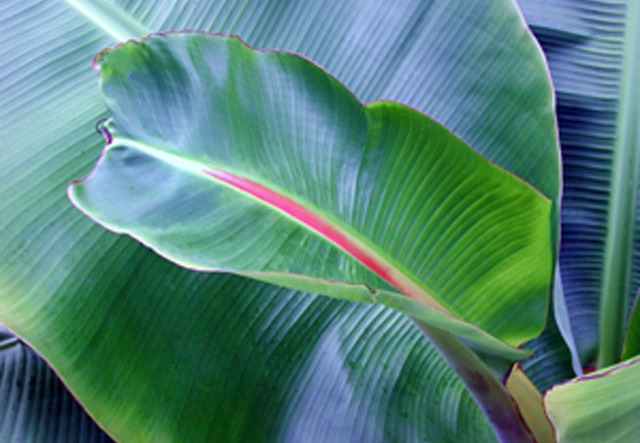 Pink and Blue Banana