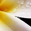 Plumeria-Drop