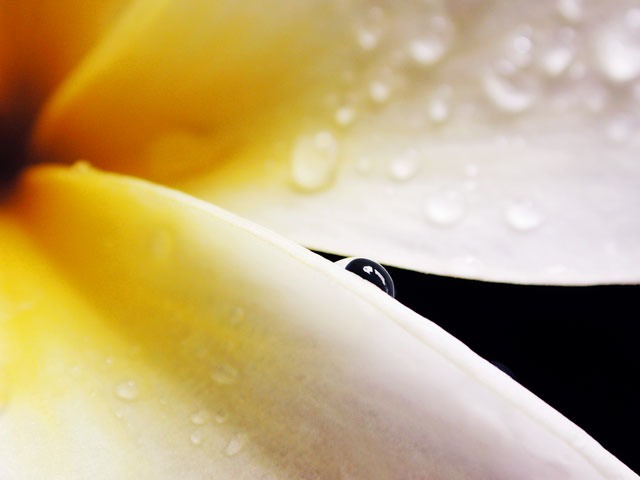 Plumeria-Drop