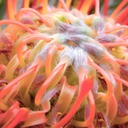Protea