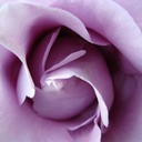 Purple-rosetry3