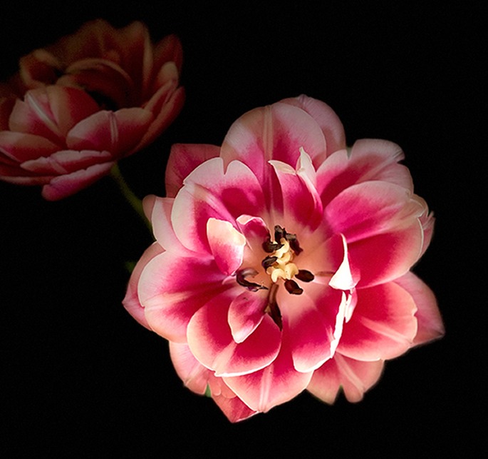 Zen Tulip